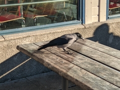 Corvus cornix