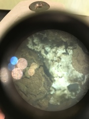 Punctelia caseana