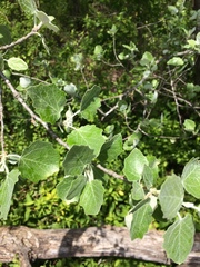Populus