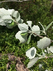 Populus
