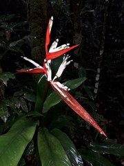 Heliconia acuminata