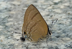 Rapala varuna formosana