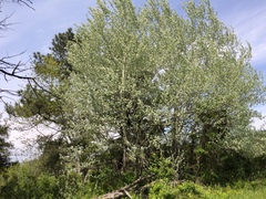 Populus