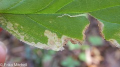 Liriomyza limopsis
