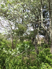 Populus