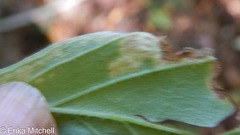 Liriomyza limopsis