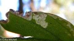 Liriomyza limopsis