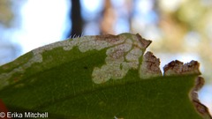 Liriomyza limopsis