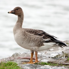 Taiga Bean Goose photo 1