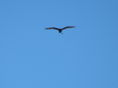 Buteo albonotatus