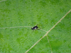 Paratrigonidium nitidum