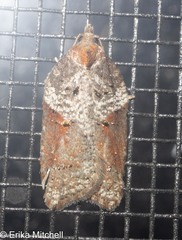 Acleris celiana