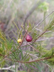 Myrcia pinifolia