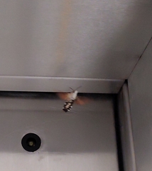 Macroglossum stellatarum