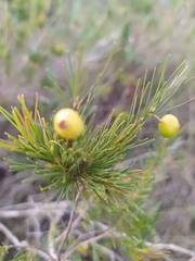 Myrcia pinifolia