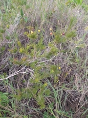Myrcia pinifolia