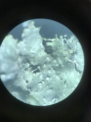 Punctelia caseana