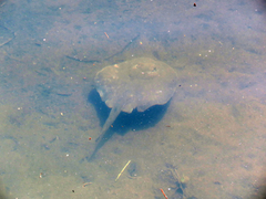 Potamotrygon histrix