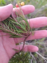 Myrcia pinifolia