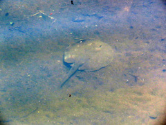 Potamotrygon histrix