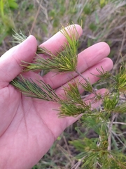 Myrcia pinifolia