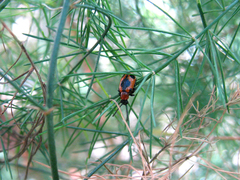 Crioceris quinquepunctata