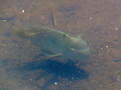 Gymnogeophagus balzanii