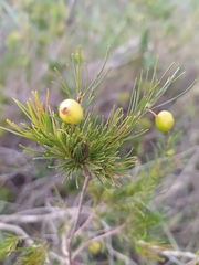 Myrcia pinifolia