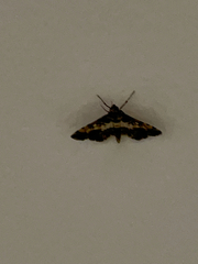 Nacoleia amphicedalis