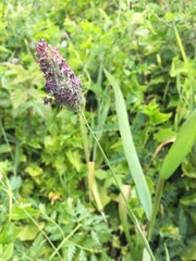 Phalaris californica