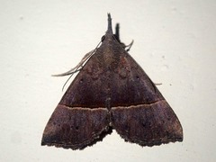 Hypena parvigrisea