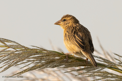 Ploceus philippinus