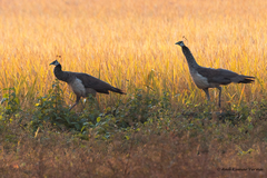 Pavo cristatus