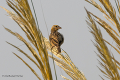 Ploceus philippinus