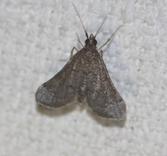 Piletocera macroperalis
