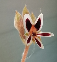 Pelargonium pilosellifolium