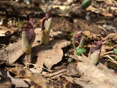Jeffersonia diphylla