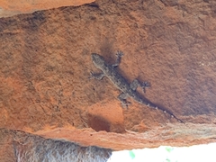 Hemidactylus leschenaultii