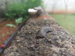 Sarasinula linguaeformis