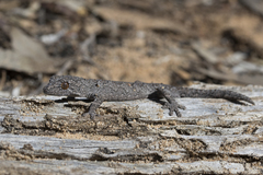 Strophurus intermedius