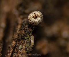 Fungi