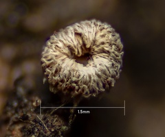 Fungi