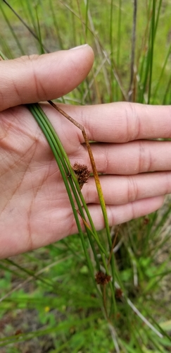 Image of Juncus lesueurii by (c) Fue Her, some rights reserved (CC BY)