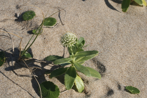 Calycera crassifolia (Calycera crassifolia)