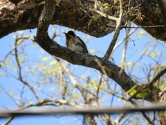 Colaptes melanochloros