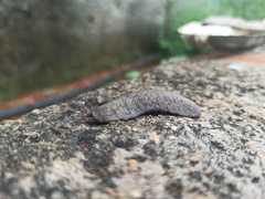 Sarasinula linguaeformis