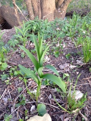 Liliales