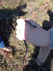 Coronella austriaca austriaca