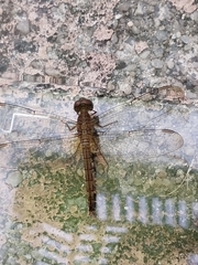 Neurothemis fluctuans