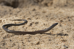 Delma australis